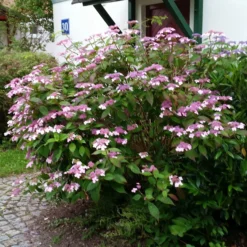 Japanische Berg-Hortensien 'Blue Deckle' & 'Blue Bird', 2er-Set, Topf 4 Liter -Zimmer & Garten Verkäufe 0415500167 Hydrangea serrata Blue Deckle Blue Bird 3 104399 1