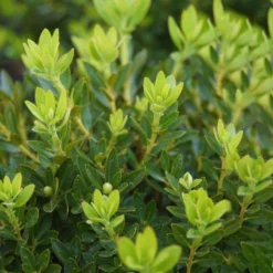 Rhododendron 'Bloombux'® Pink, 6er-Set, Höhe 20-25 Cm, Topf 2 Liter -Zimmer & Garten Verkäufe 0420500424 Bloombux Pink 6er Set 2 98926