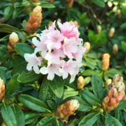 Rhododendron 'Bloombux'® Pink, 6er-Set, Höhe 20-25 Cm, Topf 2 Liter -Zimmer & Garten Verkäufe 0420500424 Bloombux Pink 6er Set 5 98924
