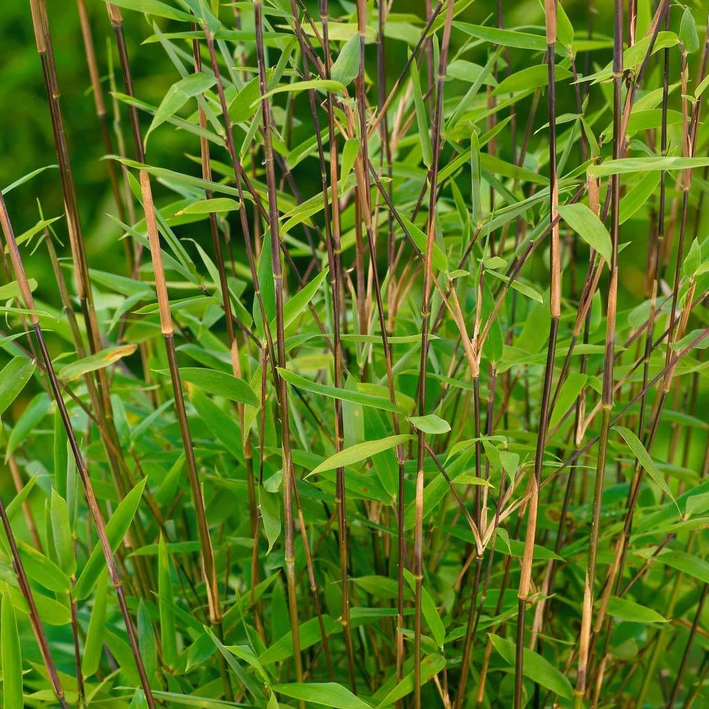 Bambus-Hecken-Set Fargesia 'Volcano', 25er-Set, Höhe 80-100 Cm, Topf 10 Liter 1 Bambus-Hecken-Set Fargesia 'Volcano', 25er-Set, Höhe 80-100 Cm, Topf 10 Liter