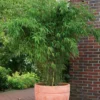 Bambus Fargesia 'Jumbo', 2er-Set, Höhe 60-80 Cm, Topf 7,5 Liter