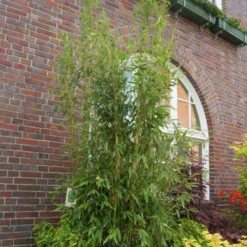 Säulenbambus 'Maasai'EUⓈ, 15er-Set, Höhe Ca. 100-125 Cm, Topf 20 Liter