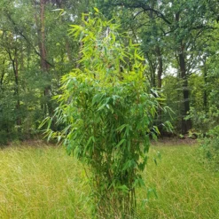 Elfenbein-Bambus 'Ivory Ibis'® (Japo 55' EU-S), 25er-Set, Höhe 80-100 Cm -Zimmer & Garten Verkäufe 0425100383 0425100384 Fargesia Ivory Ibis 080100 WEB 2 94511 2