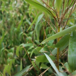 Elfenbein-Bambus 'Ivory Ibis'® (Japo 55' EU-S), 40er-Set, Höhe 80-100 Cm -Zimmer & Garten Verkäufe 0425100383 0425100384 Fargesia Ivory Ibis 080100 WEB 4 94514 1