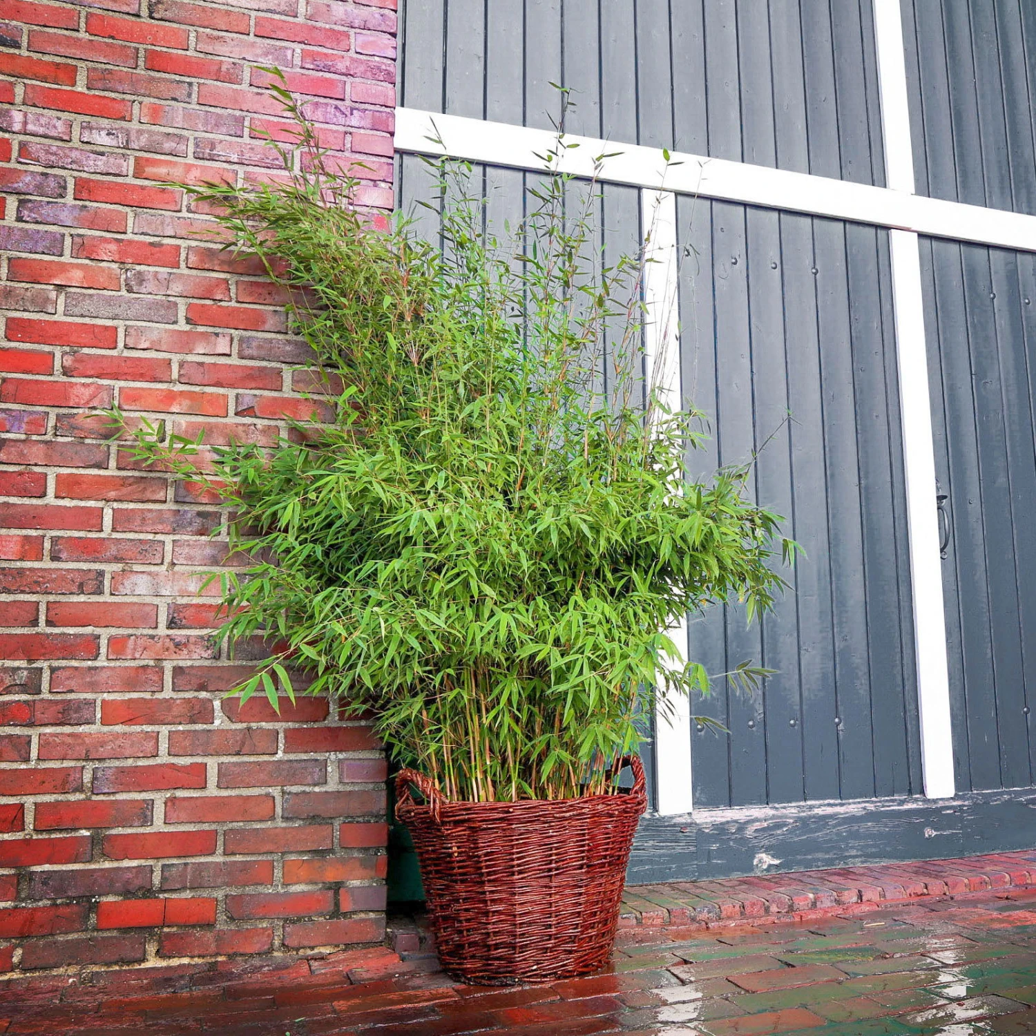 Bambus 'Malachite Monkeys'® EU-S, 2er-Set, Höhe Ca. 80-100 Cm, Topf 10 Liter 1 Bambus 'Malachite Monkeys'® EU-S, 2er-Set, Höhe Ca. 80-100 Cm, Topf 10 Liter