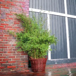 Bambus 'Malachite Monkeys'® EU-S, Höhe Ca. 80-100 Cm, Topf 10 Liter