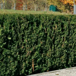 Taxus Baccata 'Westerstede', Höhe 060/080 Cm, Im 12 Lt. Topf