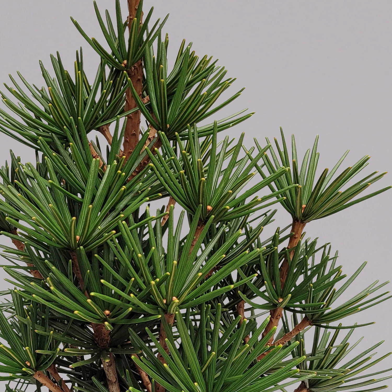 Japanische Schirmtanne 'Beauty Green', Höhe 30-40 Cm, Topf 5 Liter 2 Japanische Schirmtanne 'Beauty Green', Höhe 30-40 Cm, Topf 5 Liter - Image 2