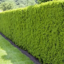 Taxus Media "Hillii", 080/100 Cm, Im 12 Liter Topf