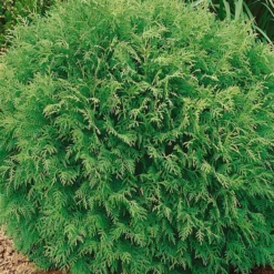 Thuja Occidentalis 'Danica', Kugel-Lebensbaum, 10er-Set, Höhe 20-30 Cm, Topf 2 L
