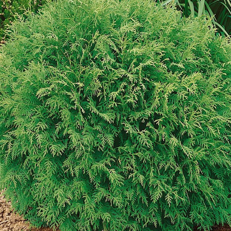 Thuja Occidentalis 'Danica', Kugel-Lebensbaum, 10er-Set, Höhe 20-30 Cm, Topf 2 L 1 Thuja Occidentalis 'Danica', Kugel-Lebensbaum, 10er-Set, Höhe 20-30 Cm, Topf 2 L