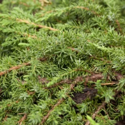 Grüner Teppichwacholder 'Green Carpet', Grün, 10er-Set, Höhe 20-30 Cm, Topf 2 L