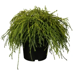 Grüne Zwerg-Fadenzypresse, 10er-Set, Höhe 15-20 Cm, Topf 2 Liter