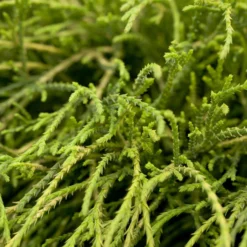 Grüne Zwerg-Fadenzypresse, 10er-Set, Höhe 15-20 Cm, Topf 2 Liter -Zimmer & Garten Verkäufe 0430350448 Cham pis Fil Nana 10er Set 3 116107