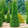 Smaragd-Lebensbaum, Thuja Occ. 'Smaragd', 30er-Set, Höhe 80-100 Cm, Topf 10 L
