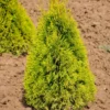 Thuja Occ. 'Golden Smaragd'®, Höhe 060/080, Im 15 Lt. Topf