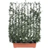 Hecke Am Laufenden Meter® Efeu, 130x100 Cm
