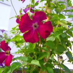 Italienische Waldrebe 'Rubra', 2er-Set, Dunkelrot, Topf 2 Liter