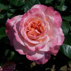 Edelrose 'Augusta Luise®', Rose - Aprikot, Topf 6 Liter, 4er Set