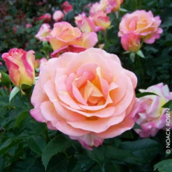 Edelrose 'Inspiration®', Außen Rosa, Innen Lachsrosa Mit Gelb, Topf 6 Liter