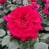 Duftende Edelrose 'Bellevue'®, Purpurrot, Topf 6 Liter