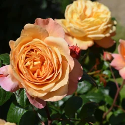 Duftende Edelrose 'Capri'®, Orange-aprikot, Topf 6 Liter