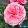 Stammrose 'Comeback'®, Edelrose, Stammhöhe 60cm Im 7,5 Liter Topf