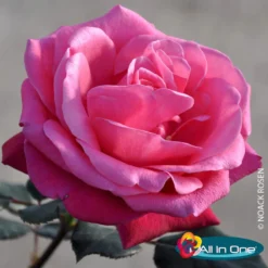 Duftende Edelrose 'Charisma'® Magentarot, Doppelbogen, Topf 7,5 Liter -Zimmer & Garten Verkäufe 0460100696 Charisma All in One Premium Edelrose Co 6l magentarot mCopyright Logo All in one 01 51173 1
