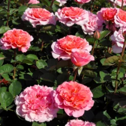 Stammrose 'Käthchen Von Heilbronn'®, Edelrose, Stammhöhe 60cm Im 7,5 Liter Topf -Zimmer & Garten Verkäufe 0460100700 KB Kaethchen von Heilbronn Edelrose Co 6lt3 65419 1