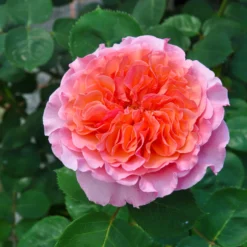 Duftende Edelrose "Käthchen Von Heilbronn"®, Doppelbogen, Topf 7,5 Liter -Zimmer & Garten Verkäufe 0460100700 KB Kaethchen von Heilbronn Edelrose Co 6lt4 65420