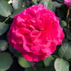 Stammrose 'Kölle's Rosensymphonie'®, Edelrose, Stammhöhe 60 Cm Im 7,5 Liter Topf -Zimmer & Garten Verkäufe 0460100701 KB Koelles Rosensymphonie Edelrose Cont 6l 02 51150 1