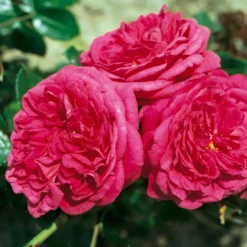 Duftende Edelrose 'Kölle's Rosensymphonie'®, Pink, Doppelbogen, Topf 7,5 Liter -Zimmer & Garten Verkäufe 0460100701 KB Koelles Rosensymphonie Edelrose Cont 6l 03 51151