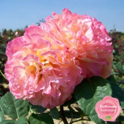 Duftende Edelrose 'Augusta Luise®', Rose-aprikot, Doppelbogen, Topf 10 Liter -Zimmer & Garten Verkäufe 0460100704 KB Augusta Luise Premium Edelrose mEinklinker Duftrosenkollektion 49443