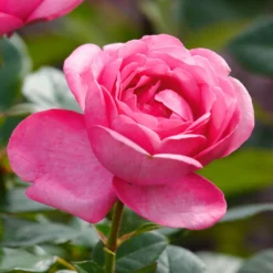 Duftende Edelrose 'Desirée®', Rosa, Topf 6 Liter -Zimmer & Garten Verkäufe 0460100761 Desiree Premium Edelrose Co6lt rosa Duftrosen 11 118843