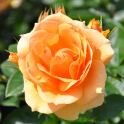 Stammrose 'Hansestadt Rostock®', Beetrose, Stammhöhe 60cm Im 7,5 Liter Topf -Zimmer & Garten Verkäufe 0460200634 HansestadtRostock RGB 5845