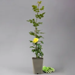 Beetrose 'Westart®', Leuchtend Goldgelb, Topf 6 Liter -Zimmer & Garten Verkäufe 0460200714 beetrose weststart premium 2 124085