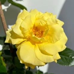 Beetrose 'Westart®', Leuchtend Goldgelb, Topf 6 Liter -Zimmer & Garten Verkäufe 0460200714 beetrose weststart premium 8 123888