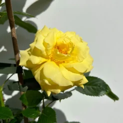 Beetrose 'Westart®', Leuchtend Goldgelb, Topf 6 Liter -Zimmer & Garten Verkäufe 0460200714 beetrose weststart premium 9 123890