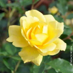 Beetrose 'Westart®', Leuchtend Goldgelb, Topf 6 Liter -Zimmer & Garten Verkäufe 0460200714 Beetrose Westart RGB Copyright NEU 42090 1