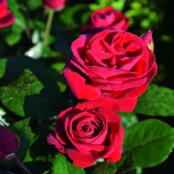 Stammrose 'Kompass'®, Beetrose, Rot, Stammhöhe 60 Cm Im 7,5 Liter Topf -Zimmer & Garten Verkäufe 0460200855 Kompass Premium Beetrose rot Bluetenzauber 75088