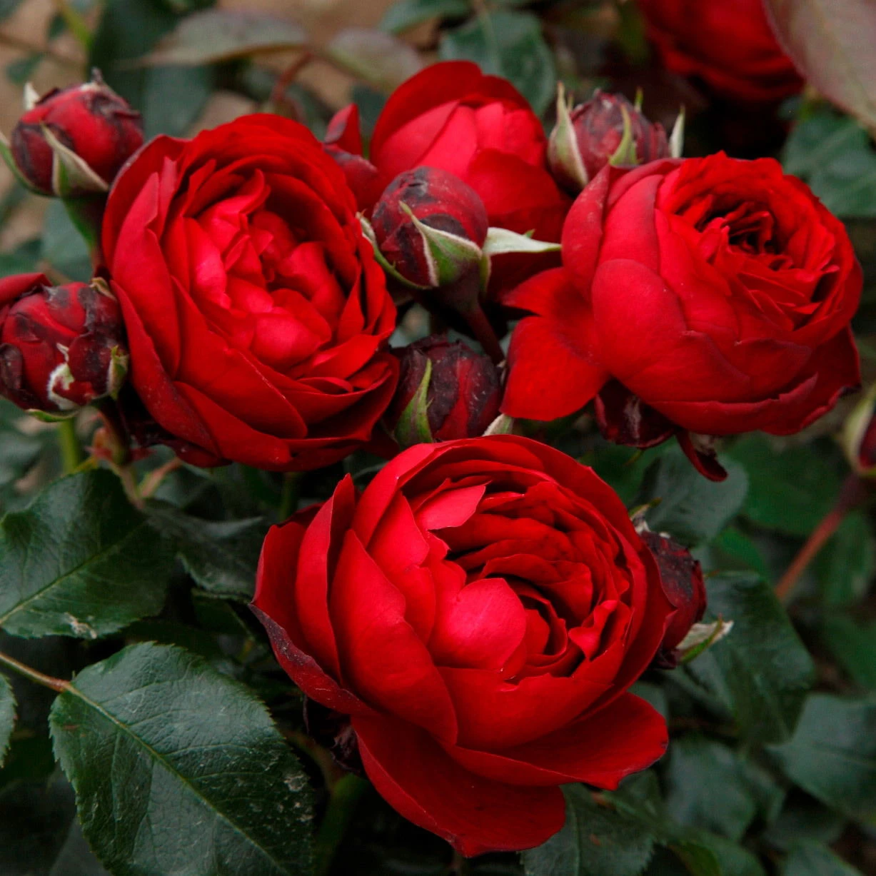 Beetrose 'Till Eulenspiegel®', Rot, Topf 6 Liter 3 Beetrose 'Till Eulenspiegel®', Rot, Topf 6 Liter - Image 3