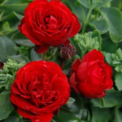 Beetrose 'Till Eulenspiegel®', Rot, Topf 6 Liter 11 Beetrose 'Till Eulenspiegel®', Rot, Topf 6 Liter -Zimmer & Garten Verkäufe 0460200857 KB Till Eulenspiegel Beetrose Co6lt rot 75087