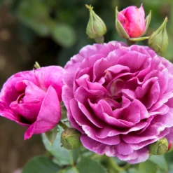 Duftende Beetrose 'Minerva®', Violett, Topf 6 Liter