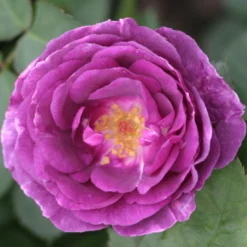 Duftende Beetrose 'Minerva®', Violett, Topf 6 Liter -Zimmer & Garten Verkäufe 0460200858 Minerva Premium Beetrose Co6lt lila Duftrosen 2 118848