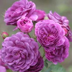 Duftende Beetrose 'Minerva®', Violett, Topf 6 Liter -Zimmer & Garten Verkäufe 0460200858 Minerva Premium Beetrose Co6lt lila Duftrosen 4 118849