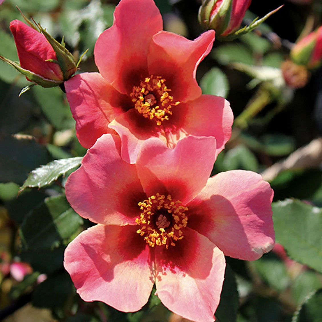 Beetrose 'For Your Eyes Only®', Apricot Rot, Topf 6 Liter 1 Beetrose 'For Your Eyes Only®', Apricot Rot, Topf 6 Liter