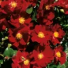 Bodendeckerrose 'Alcantara®', Dunkelrot, Topf 3 Liter, 4er Set