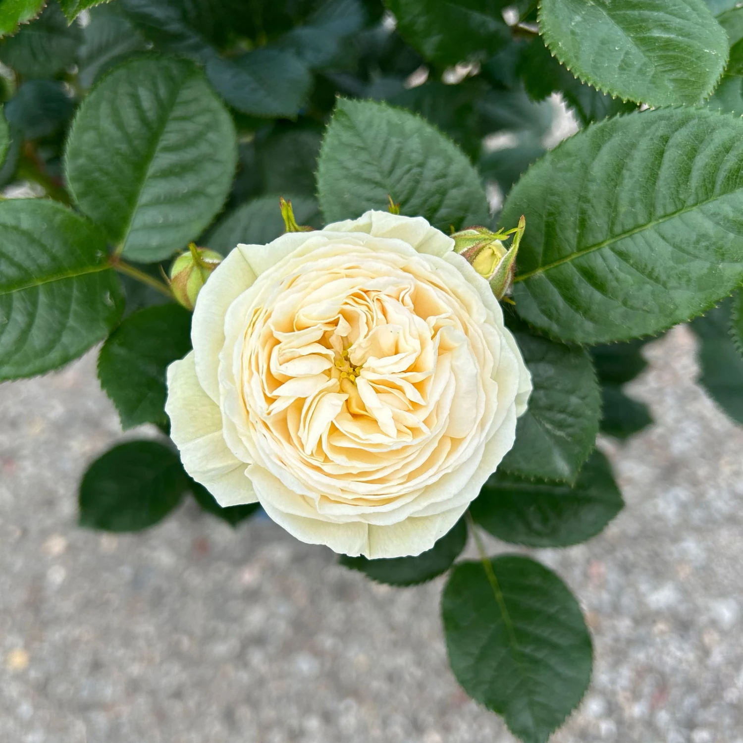 Duftende Strauchrose 'Artemis®', Cremeweiß, Topf 6 Liter 2 Duftende Strauchrose 'Artemis®', Cremeweiß, Topf 6 Liter - Image 2