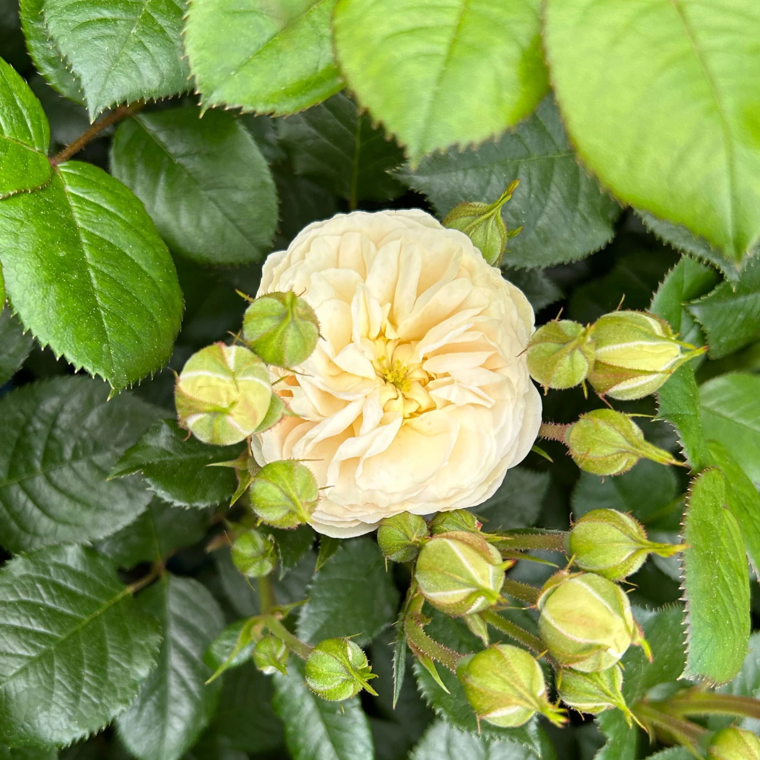 Duftende Strauchrose 'Artemis®', Cremeweiß, Topf 6 Liter 5 Duftende Strauchrose 'Artemis®', Cremeweiß, Topf 6 Liter - Image 5