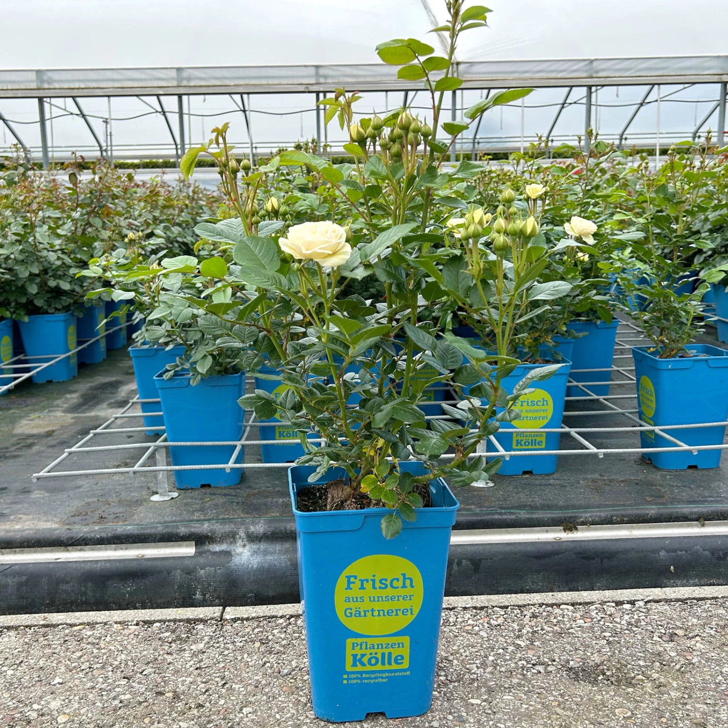 Duftende Strauchrose 'Artemis®', Cremeweiß, Topf 6 Liter 3 Duftende Strauchrose 'Artemis®', Cremeweiß, Topf 6 Liter - Image 3